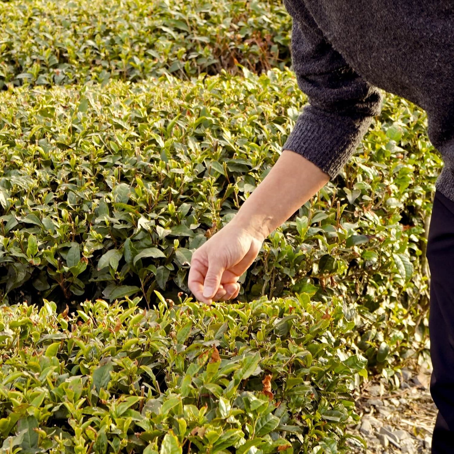 Ceremonial Organic Matcha A (30g)