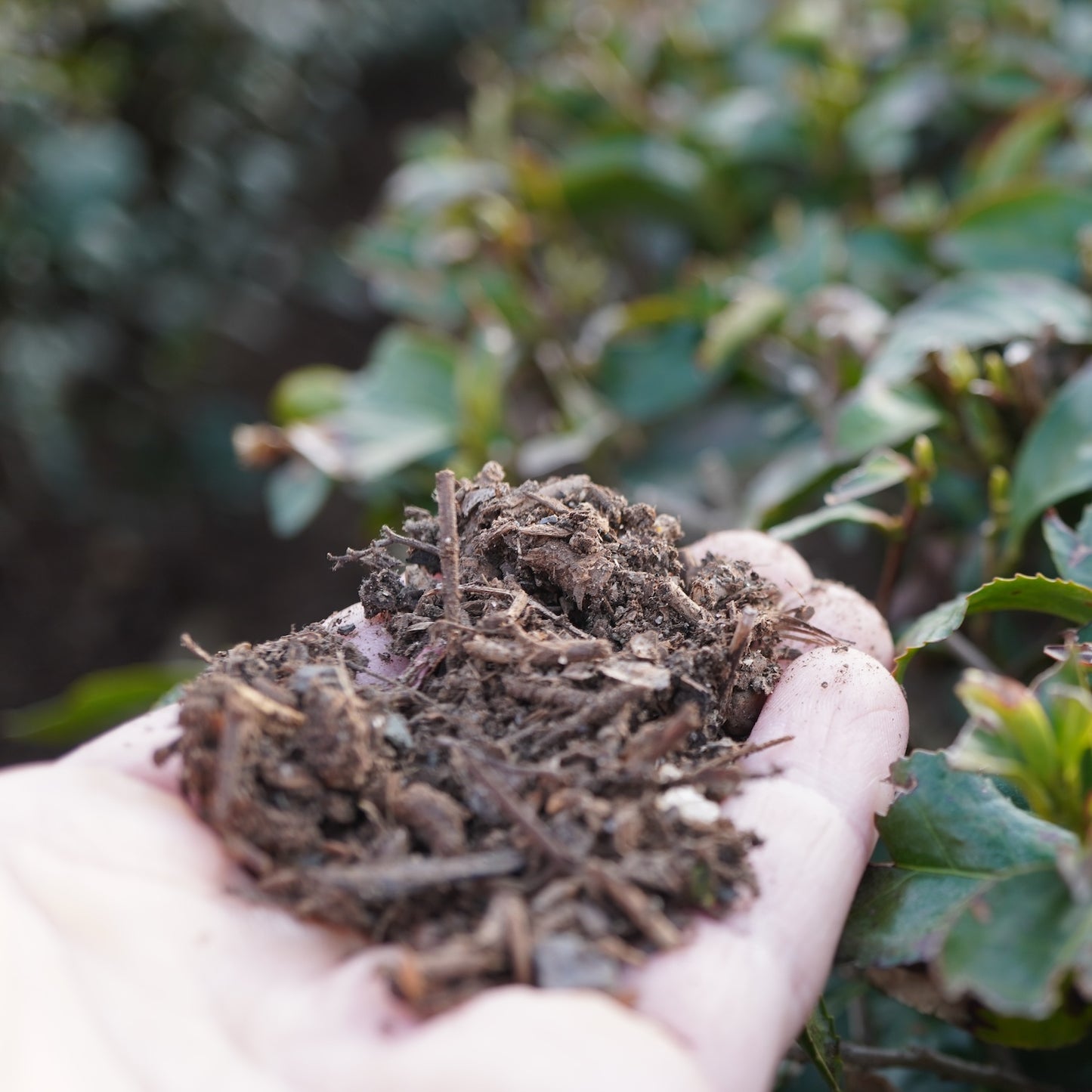 Ceremonial Organic Matcha A (30g)