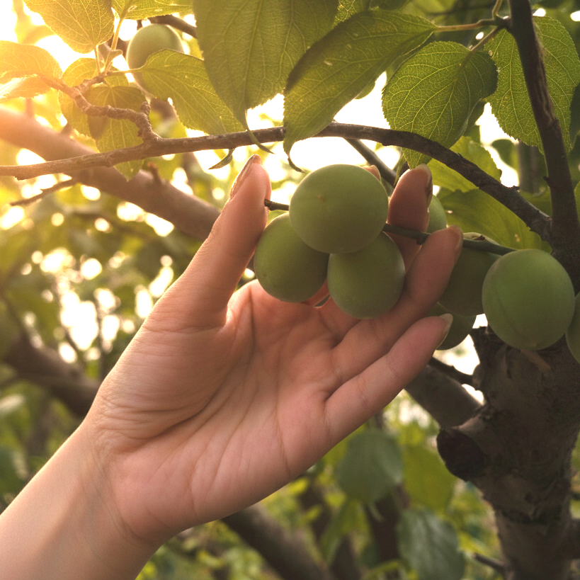 練り梅チューブ (7oz / 200g)
