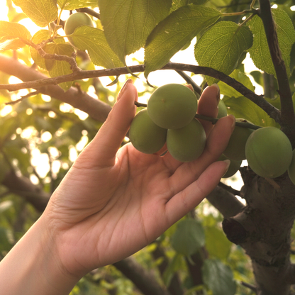 練り梅チューブ (7oz / 200g)